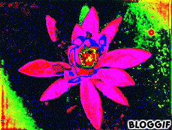 bloggif_50afaeada0bf6